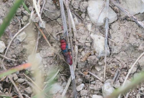 Réf. 281 802 : Chrysura cuprea